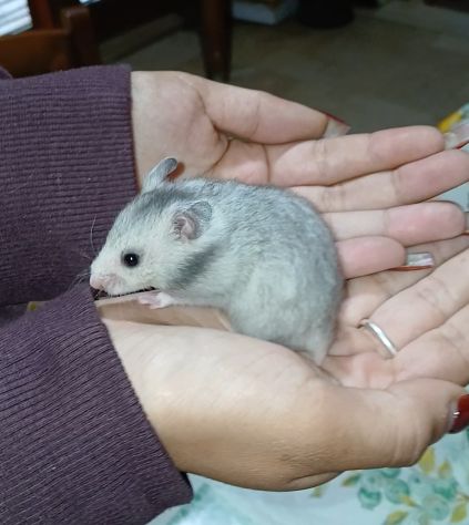 Cuccioli criceti - Foto 4
