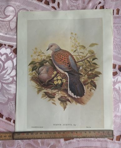 R135 - RARE STAMPE SU CARTA - Foto 3