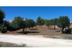 Vendesi terreno agricolo con uliveto