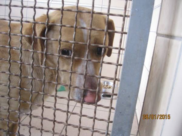 ALISCIA, giocherellona e dolcissima cagnolina - Foto 4