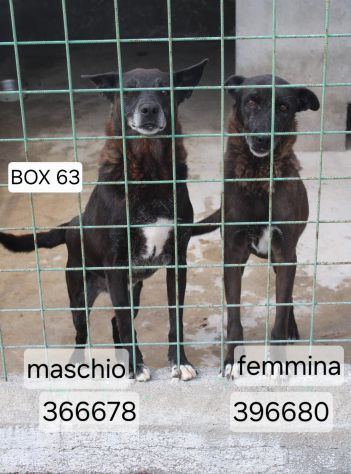 DEA E ZEUS 14 ANNI taglia media - Foto 10