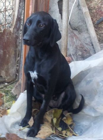 LOLA, tenera cagnolina dagli occhi dolcissimi - Foto 3