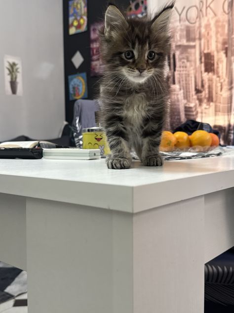 Maine Coon xxl AltaGenetica - Foto 10