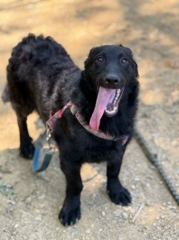 ERIC, cucciolo dolcissimo dimenticato da tutti. - Foto 3
