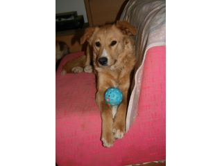 THAIRA, bella cucciolona
