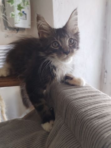 Gattini maine coon - Foto 8