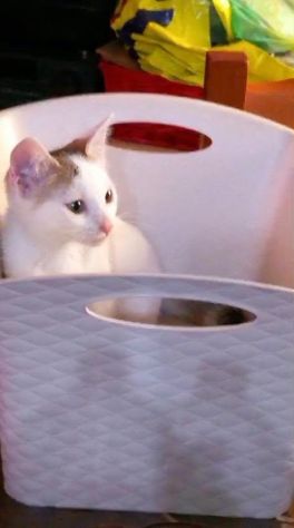 NIKITA, dolce gattina in adozione - Foto 2