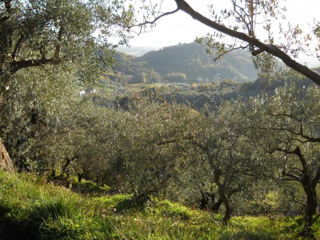 Terreno agricolo in vendita a Luni 2820 mq Rif: 1063771 - Foto 2