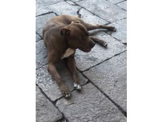 Pitbull red nose ABDA