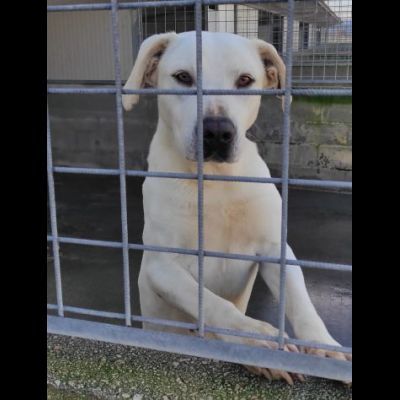 NEVE; SPLENDIDA CAGNOLONA, DIMENTICATA IN CANILE, IN ADOZIONE