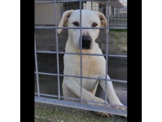 NEVE; SPLENDIDA CAGNOLONA, DIMENTICATA IN CANILE,  IN ADOZIONE