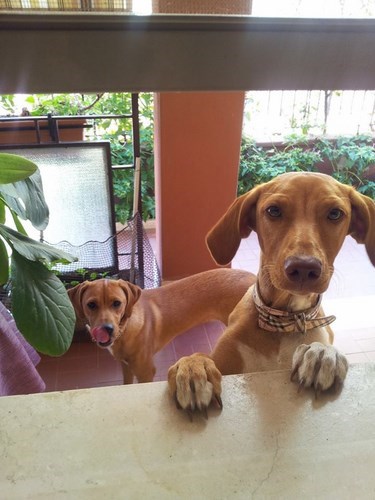 ARIEL E MINNIE, dolcissime e giovani cagnoline - Foto 4
