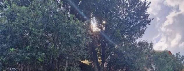 Immobile in asta di 35 m² in vendita a Olbia - Foto 6