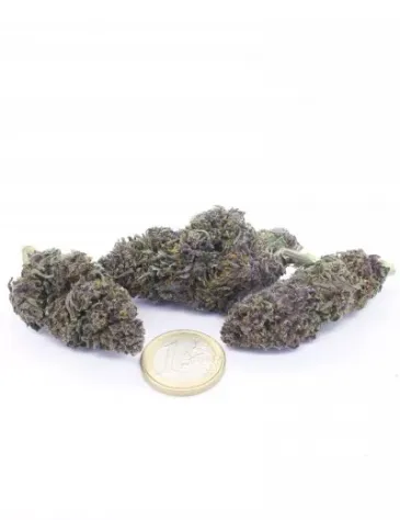 Purple Queen - Foto 3