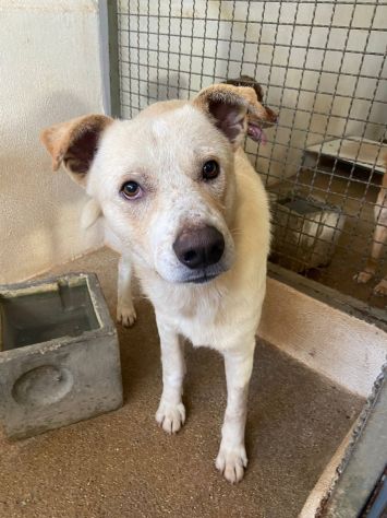 LIVIO UNA SPERANZA PER LUI, CANE IN ADOZIONE TG MEDIA