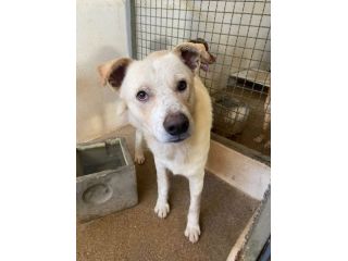 LIVIO UNA SPERANZA PER LUI, CANE IN ADOZIONE TG MEDIA