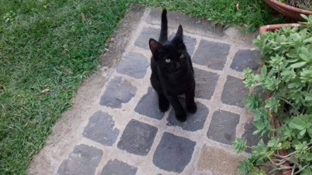 NERINO E CHAMPAGNINO, teneri micini - Foto 7