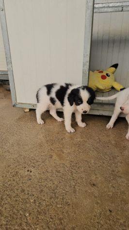 Rino: 2 mesi taglia contenuta - Foto 4