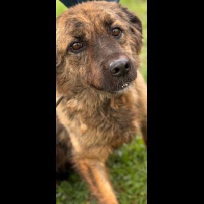 TOBY un mondo da scoprire, CANE IN ADOZIONE