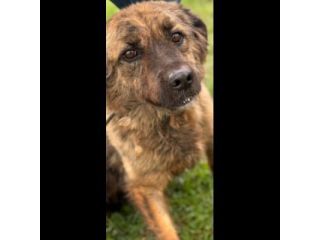 TOBY un mondo da scoprire, CANE IN ADOZIONE