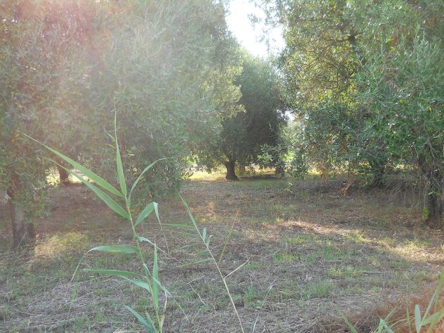 Oliveta, Piombino costa Est - Foto 10