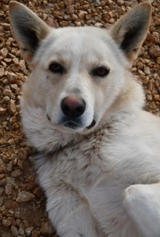Cesare 1anno e giร 2abbandoni..presto di nuovo in strada.PUGLIA