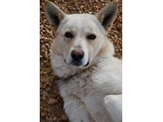 Cesare 1anno e già 2abbandoni..presto di nuovo in strada.PUGLIA