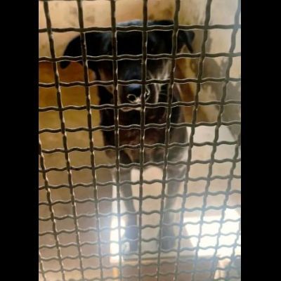 UN MIRACOLO PER BOMBOLO CANE IN ADOZIONE - Foto 9