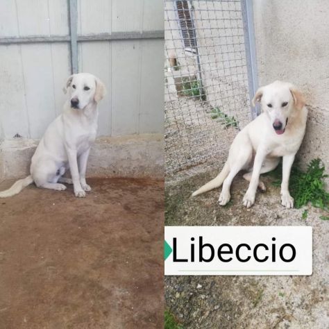 LIBECCIO buonissimo e pacato, aspetta una famiglia, cane in adozione - Foto 7
