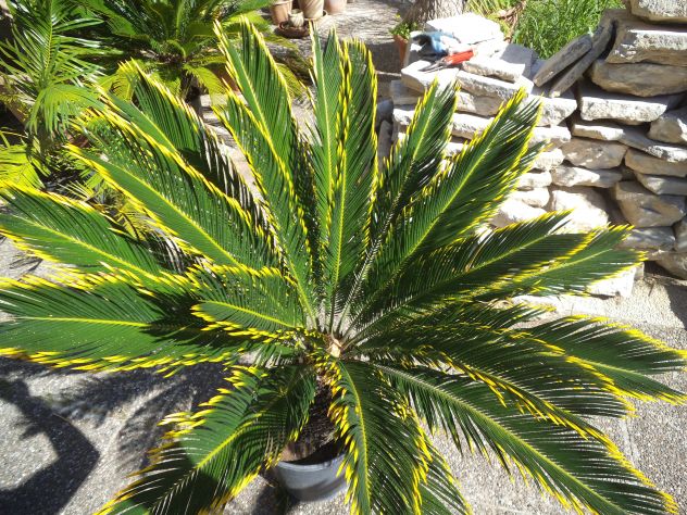 CYCAS REVOLUTA VAR. 'AUREA' - Foto 2