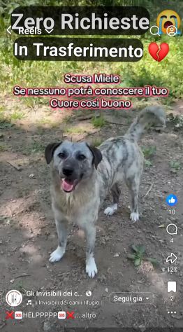 MIELE E MILO MIRACOLI D' AMORE CUCCIOLI IN ADOZIONE - Foto 8