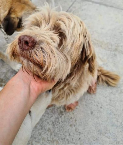 Gigi simil lagotto - Foto 4