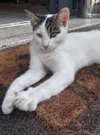 Tondo gattino - Foto 5