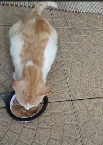 GATTTI E GATTINI AMOREVOLI - Foto 5
