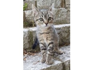 Jazz gattino