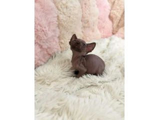 Sphynx gatto nudo