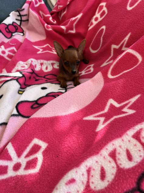 Pinscher Femmine Toy - Foto 5
