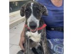 ELSA SPLENDIDA CUCCIOLA IN ADOZIONE