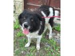 Cosmo 3 anni Taglia grande