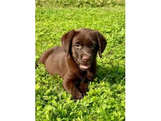 LABRADOR RETRIEVER CUCCIOLI CIOCCOLATO