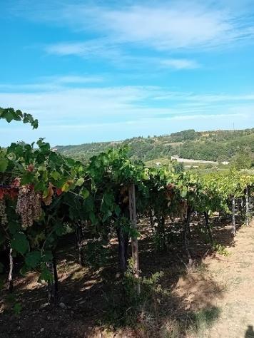Agricolo in vendita a Tollo