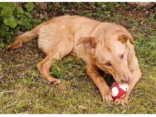 PAOLO, cucciolone di un anno (a Pordenone)