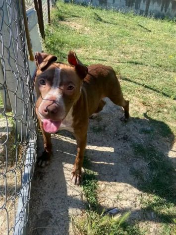 ZOE NON CE LA FA' PIÙ CANE IN ADOZIONE - Foto 3