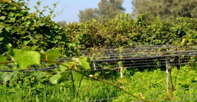 Immobile in asta di 7 m² in vendita a Cittanova - Foto 6