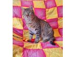 Dolcissimo gattino di 6 mesi