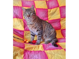 Dolcissimo gattino di 6 mesi