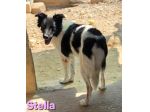 STELLA