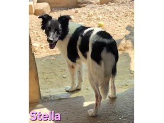 STELLA
