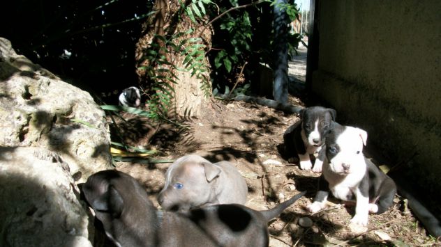 Allevamento e Cuccioli American Staffordshire Terrier a Matera Altamura Gravina - Foto 3
