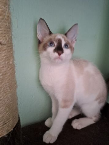 ELEOISE e PENELOPE, adorabili gattine in adozione! - Foto 3